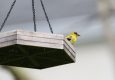 AI bird feeder