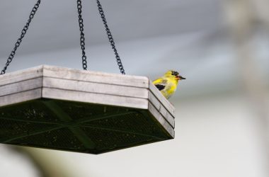 AI bird feeder