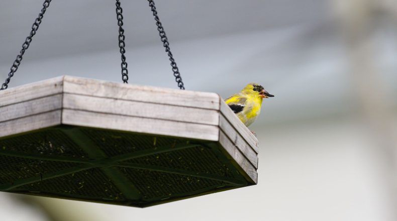 AI bird feeder