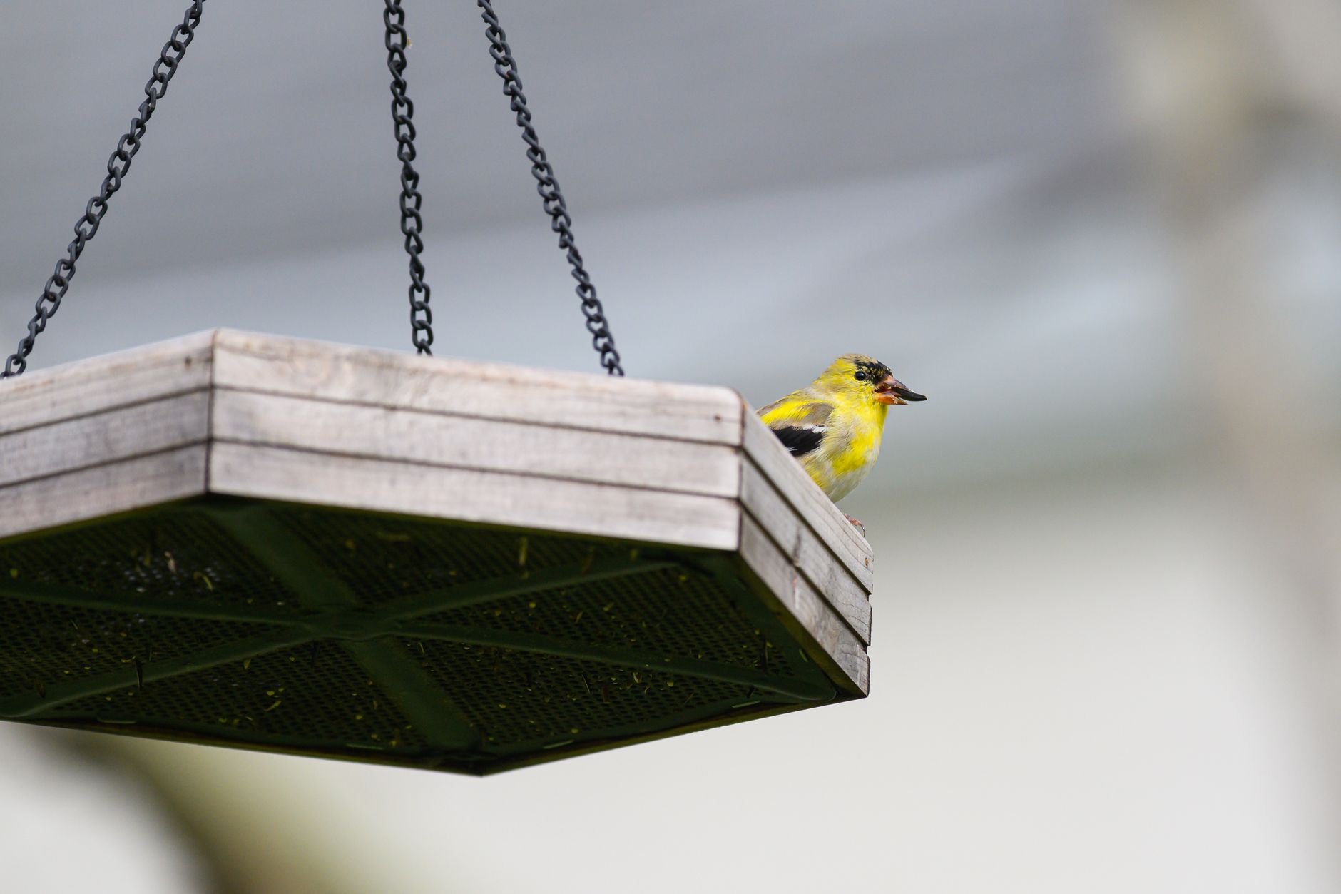 AI bird feeder